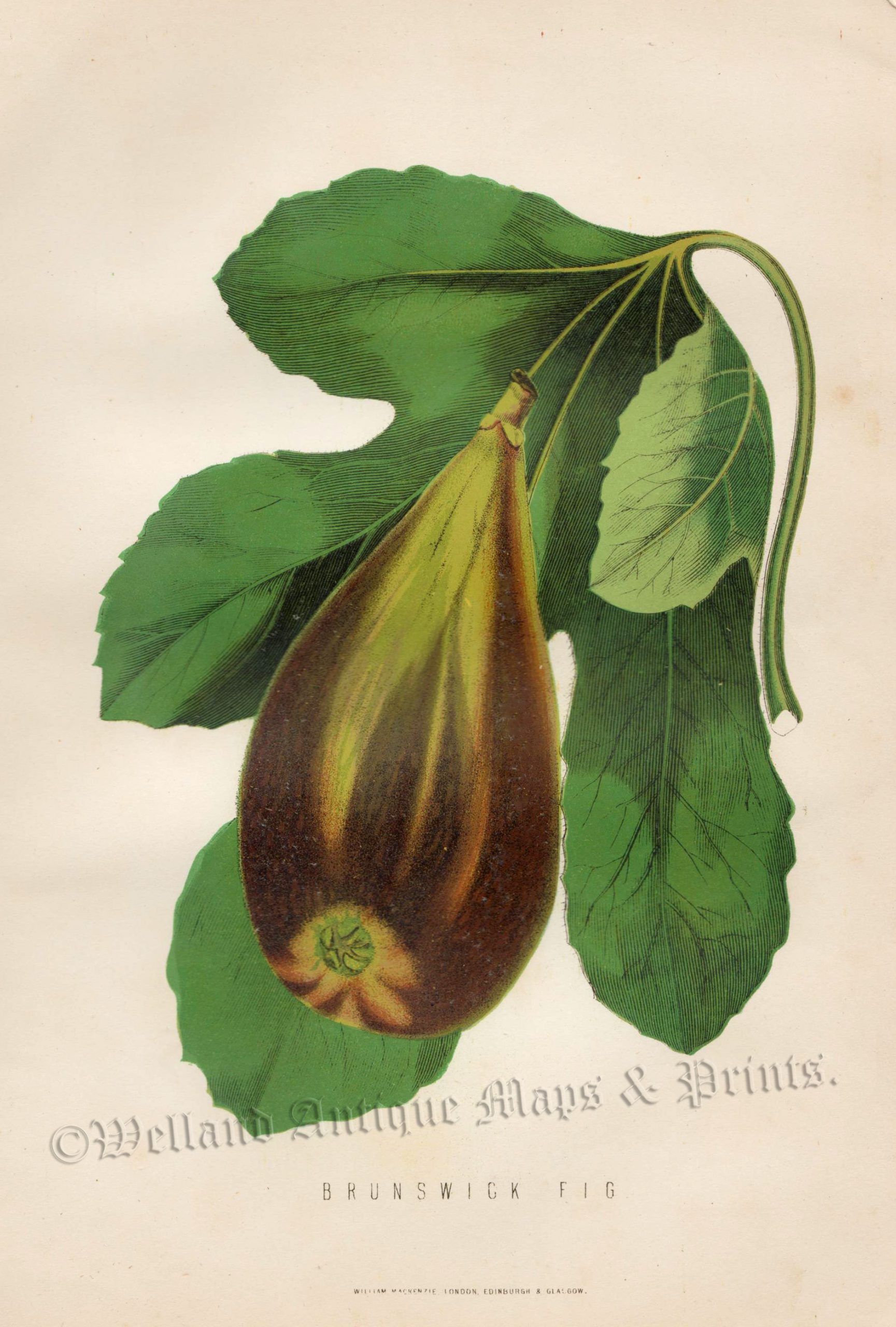 'BRUNSWICK FIG' by James Anderson c.1875