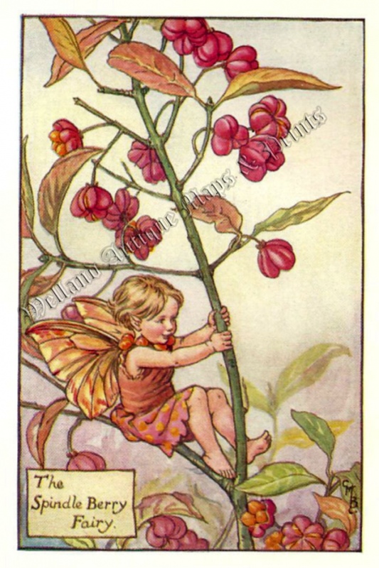 The Spindle Berry Fairy