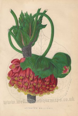 ‘ASTRAPAEA WALLICHII.’ (Dombeya Wallichii) by James Anderson c.1875