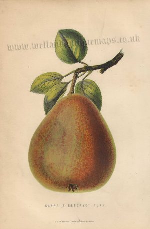 ‘GANSELS BERGAMOT PEAR.’ by James Anderson c.1875