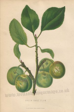 ‘GREEN GAGE PLUM.’ by James Anderson c.1875